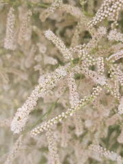 Tamarix aucheriana