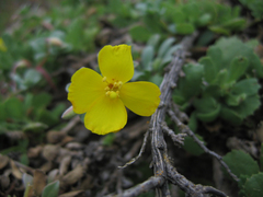 Camissoniopsis cheiranthifolia cheiranthifolia