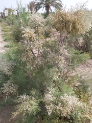 Tamarix aucheriana