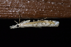 Orocrambus cyclopicus