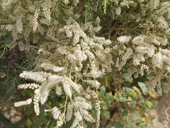 Tamarix aucheriana