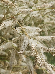 Tamarix aucheriana
