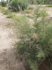 Tamarix aucheriana