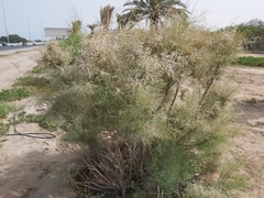 Tamarix aucheriana