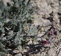 Matthiola odoratissima