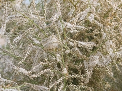 Tamarix aucheriana