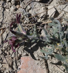 Matthiola odoratissima