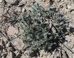 Matthiola odoratissima