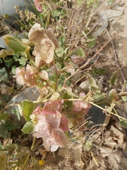 Rumex vesicarius