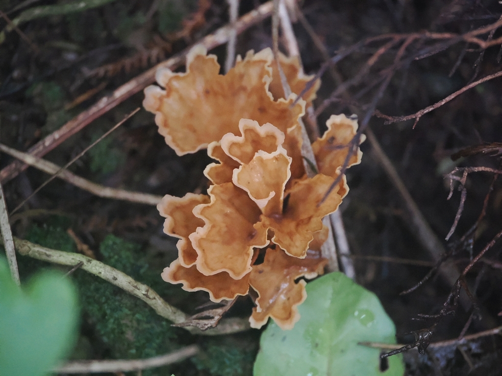 Podoscypha petalodes · May 2026 · photo: © acnestis (iNaturalist, cc-by-nc)