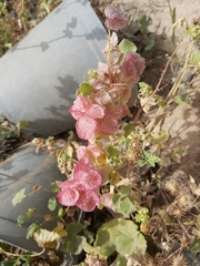 Rumex vesicarius