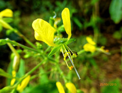 Aneilema aequinoctiale, photograph (c) Philippe Hornus, some rights reserved (CC BY)