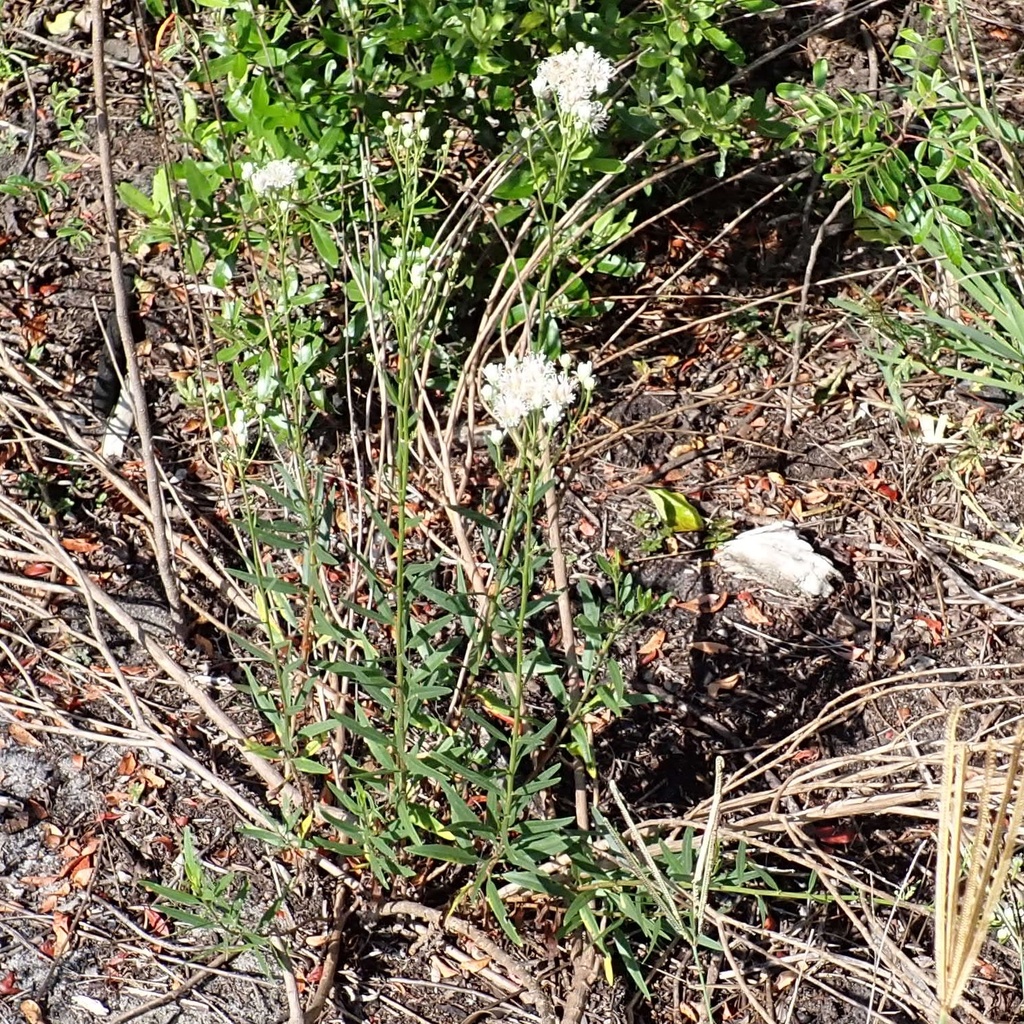 Palafoxia integrifolia; photograph (c) Stan Shebs, some rights reserved (CC BY-SA)