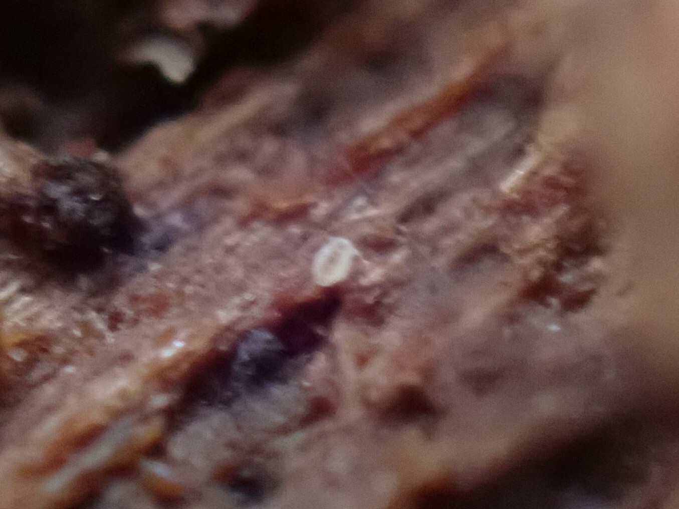 Megalothorax minimus V.Willem, 1900