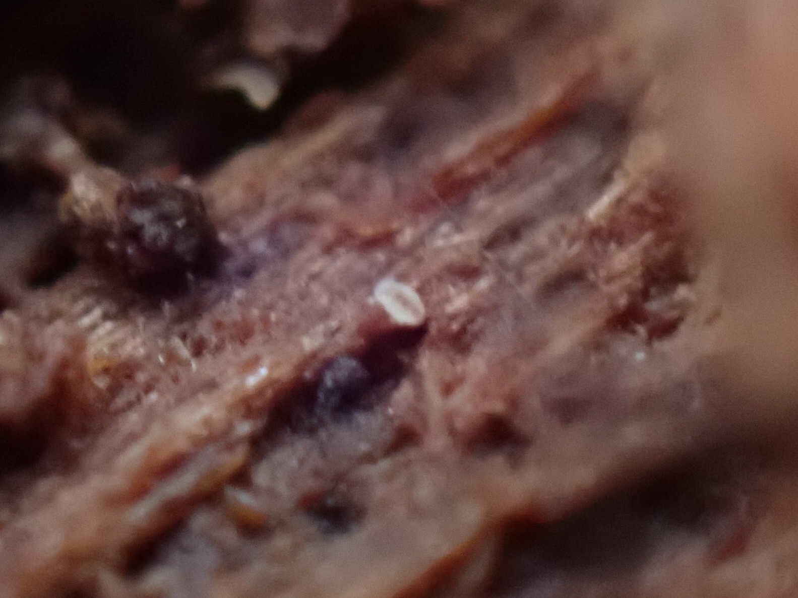Megalothorax minimus V.Willem, 1900