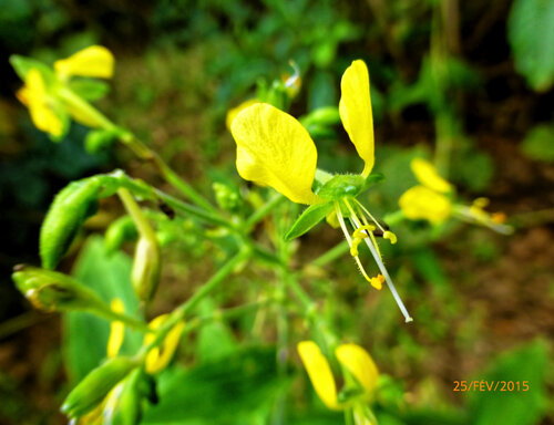 Aneilema aequinoctiale, photograph 6