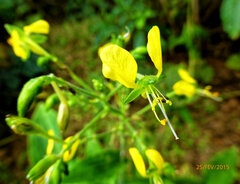 Aneilema aequinoctiale, photograph (c) Philippe Hornus, some rights reserved (CC BY)
