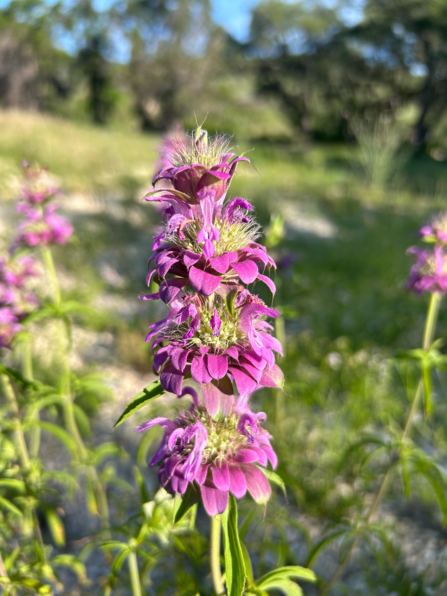 Monarda citriodora