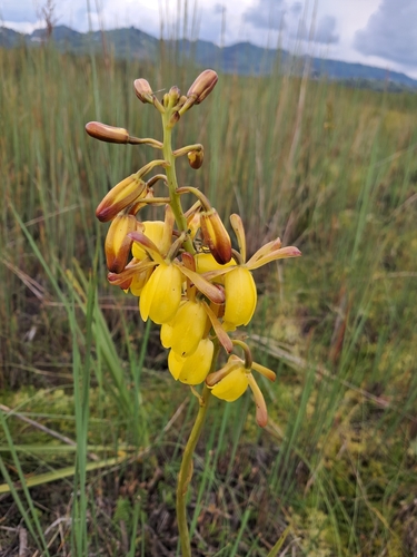 Vlei Harlequin