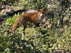 Vulpes vulpes