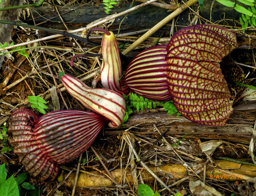 Aristolochia goldieana (Aristolochia goldieana)