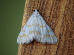 Leptosteges onirophanta