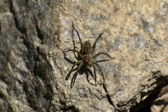 Pardosa sumatrana