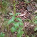 Acalypha variabilis 3