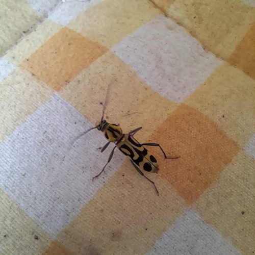 Bamboo Tiger Longhorn