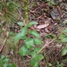 Acalypha variabilis 4