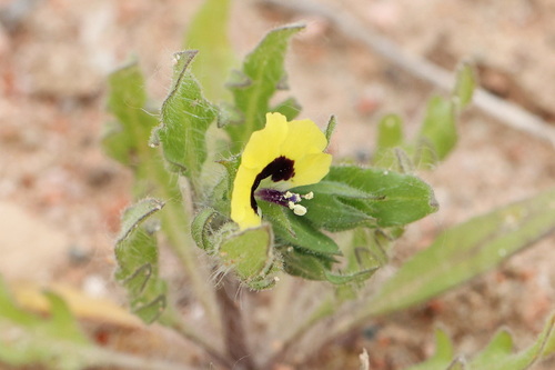 Hyoscyamus pusillus, photograph 6
