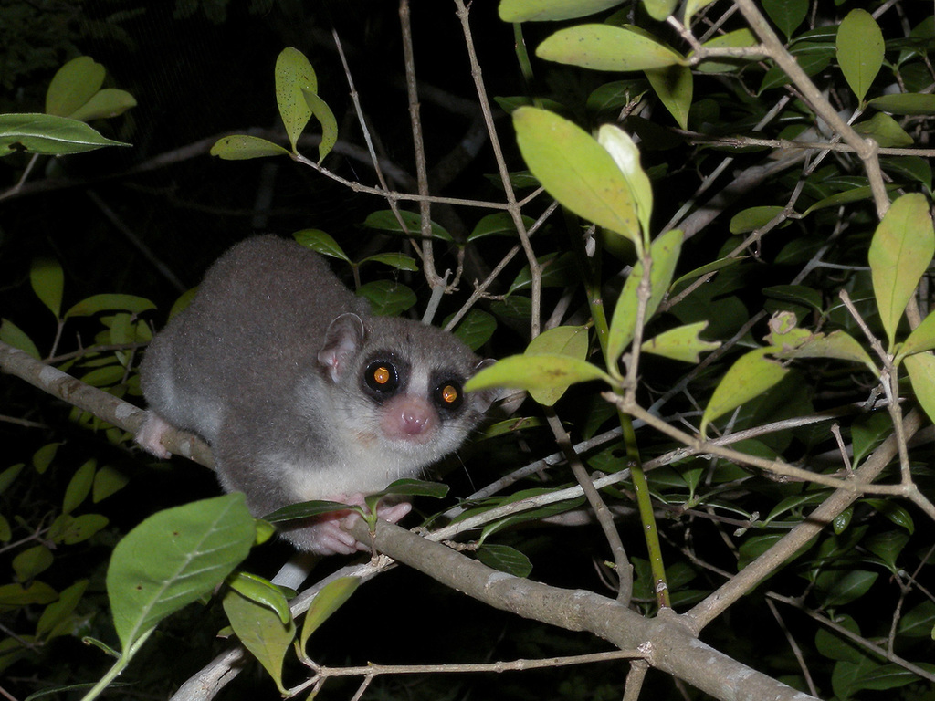 Dwarf Lemurs (Cheirogaleus) - Know Your Mammals