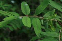 Lonicera caerulea edulis