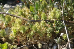 Ceratocephala falcata