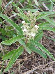 Asclepias emoryi