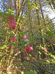 Ribes sanguineum