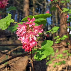 Ribes sanguineum