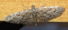 Eupithecia lariciata