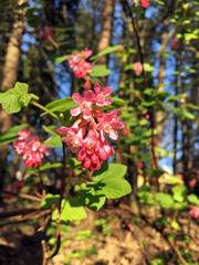 Ribes sanguineum