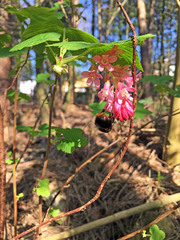 Ribes sanguineum