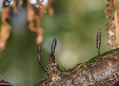 Xylaria apiculata