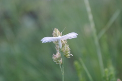 Pterophorus pentadactyla