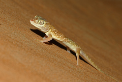 Stenodactylus doriae
