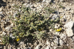 Genista albida