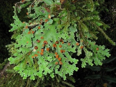 Pseudocyphellaria multifida