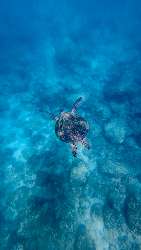 Green Sea Turtle