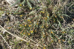 Euphorbia petrophila