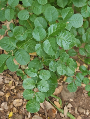 iNaturalist observation photo of California Ash