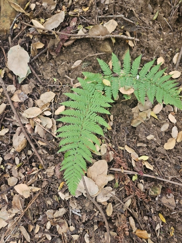 iNaturalist observation photo of coastal woodfern