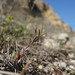 Euphorbia ledebourii - Photo (c) Сергей, algunos derechos reservados (CC BY-NC), subido por Сергей